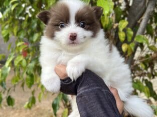 Pomeranian Puppies