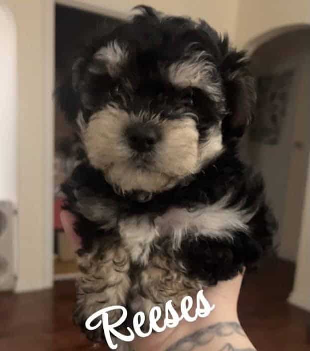 maltese-mixed-with-miniature-schnauzer-puppies-petclassifieds