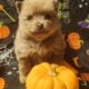 Purebred Pomeranians