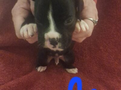 Puppies to rehome