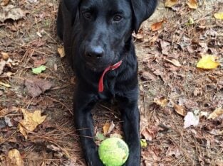 AKC Black Labrador Retriever