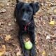 AKC Black Labrador Retriever
