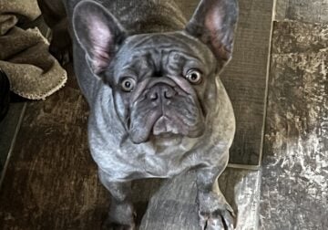 Girl Grey Frenchie Dog