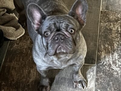 Girl Grey Frenchie Dog