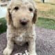 Goldendoodles F1B