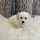 Bichon Frise