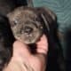 WailerDane puppies