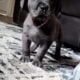 WailerDane puppies