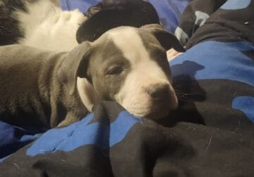 Little pitty girl