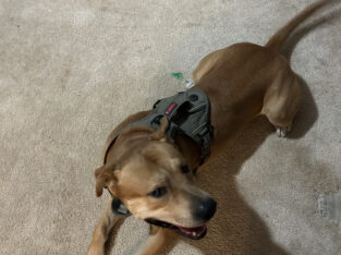 4 year old pit/chow