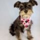Mini Schnauzer Pups
