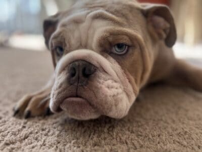 English bulldog