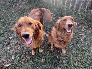 2 golden retrievers make & female