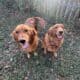 2 golden retrievers make & female