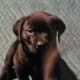 WailerDane puppies