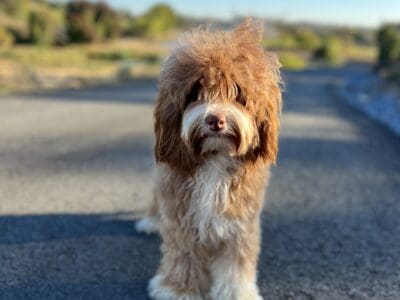 Australian Labradoodle