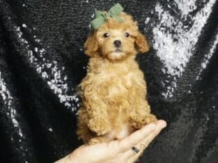 Lucas AKC Poodle