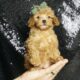 Lucas AKC Poodle