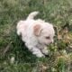 Shichonpoo Teddy bear puppy