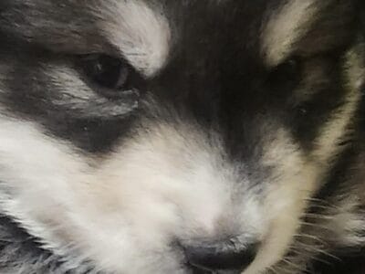 Puppies Puppies Puppies