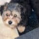 Puppy morkiepoo