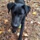 AKC Black Labrador Retriever