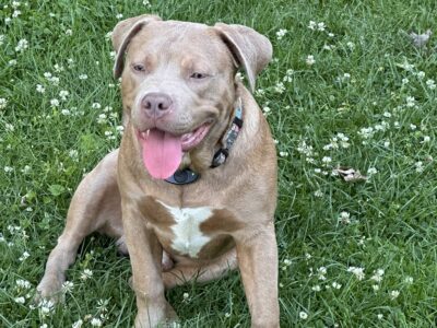 American Bully’s