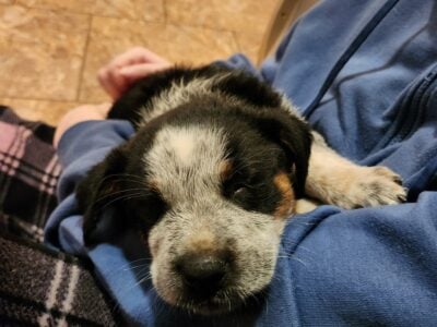 Boxer heeler mix pup 3