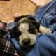 Boxer heeler mix pup 3