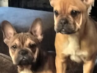 French bulldog dog pups
