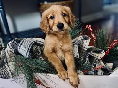 AKC Dark Golden Retriever Puppies