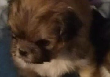 Shih-tzu puppies