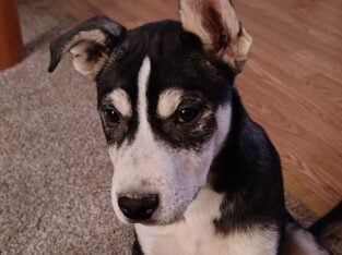 Need loving homes for 3 four month old