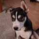Need loving homes for 3 four month old