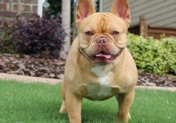 Frenchie
