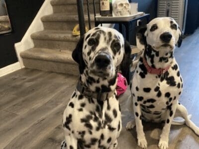 Dalmatian puppies