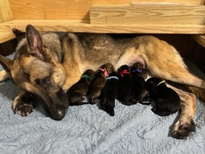 AKC German Shepherd Puppies