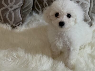 Bichon Frise