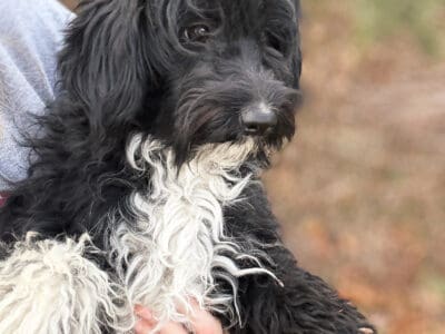 Female Aussiedoodle black white