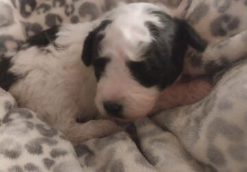 Maltipoo puppys for same