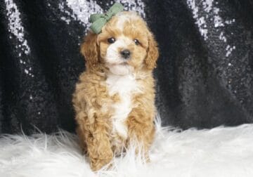 Gatsby AKC Poodle