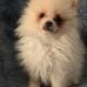 Light Blue – Bilbo AKC Registered