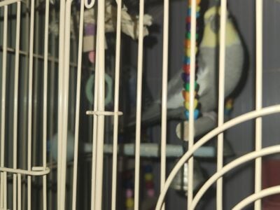 Three year old Cockatiel and 1 year old Parakeet p