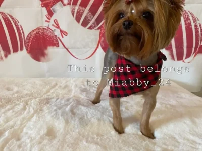 Now & Christmas Gifts Puppies