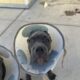 Cane Corso Puppies