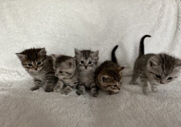 Kittens