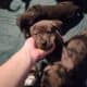 WailerDane puppies