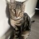 Half Bangal boy kitten NOT FIXED