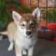 Leda (Tamaskan Puppy)