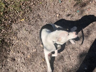 free awesome personality Australian Shepard mix